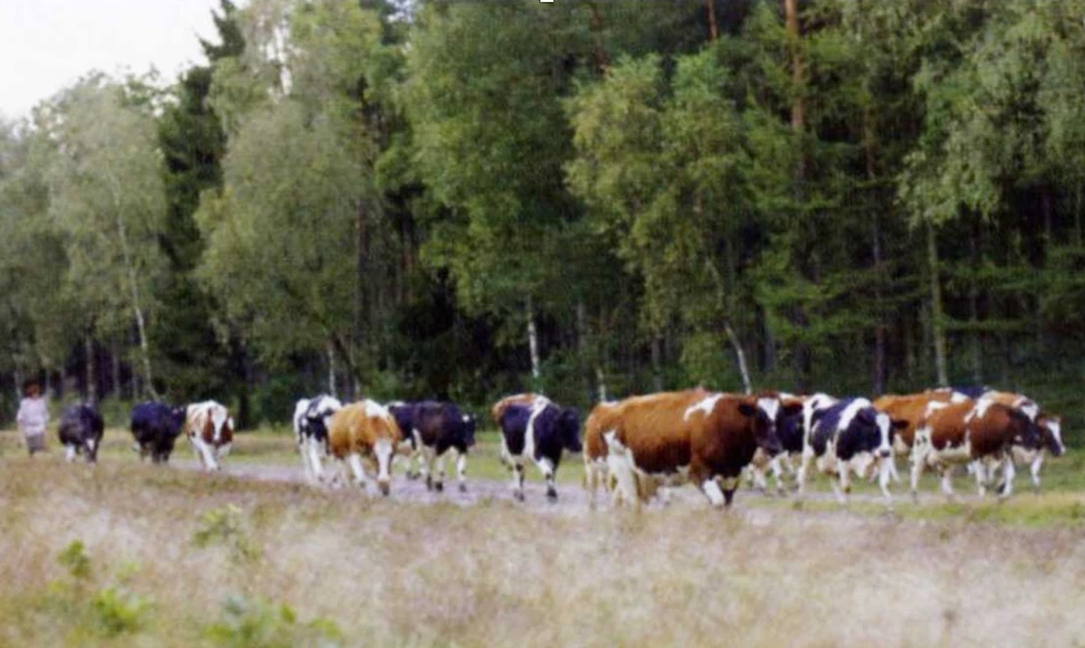 Elbe Ochsentrieb