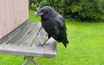 EinE Krähe als Haustier