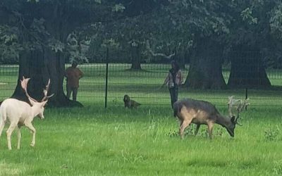 Hirschpark: Tierischer Umzug