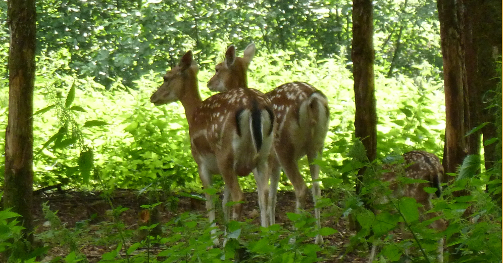Hirschpark.07.07.2012