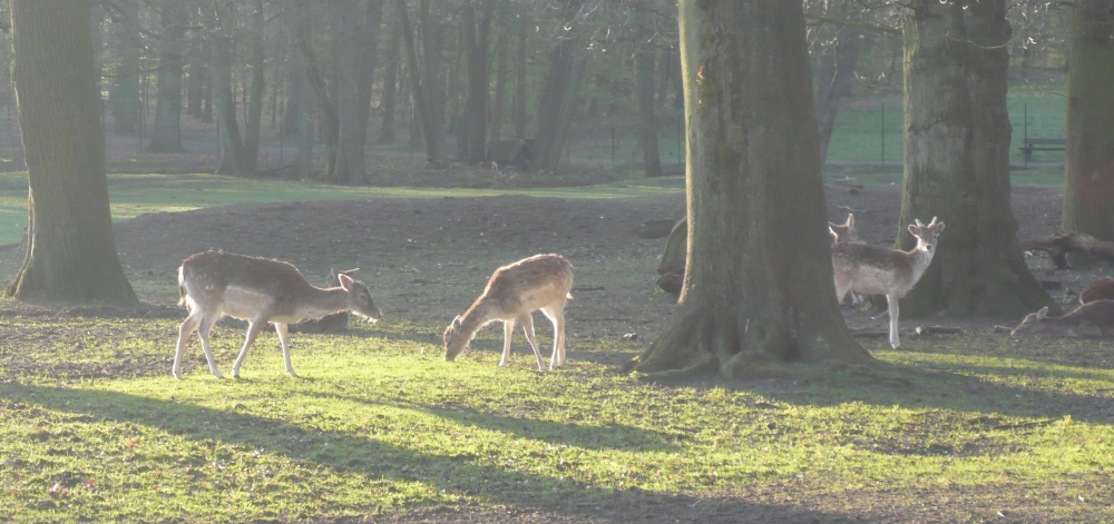 Hirschpark4.2008
