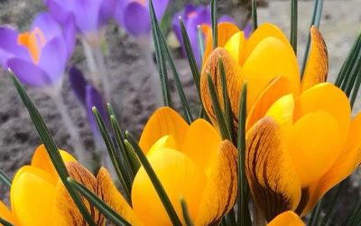 Frühlingsanfang am 20. März