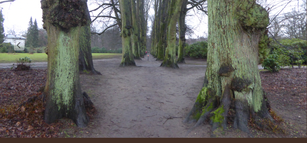 Lindenallee.Hirschpark