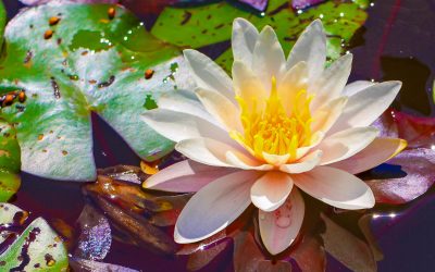 Fünfundfünfzig Jahre mit Yoga-Erfahrung